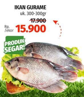 Promo Harga Ikan Gurame 300 gr - Lotte Grosir