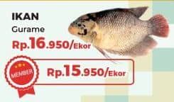 Promo Harga Ikan Gurame  - Yogya