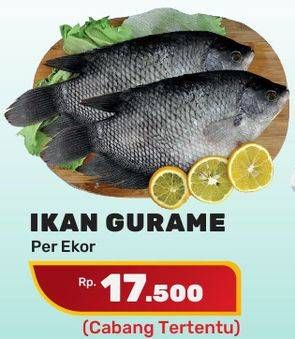 Promo Harga Ikan Gurame  - Yogya