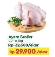 Ayam Broiler