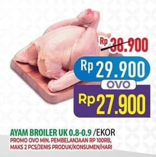 Ayam Broiler