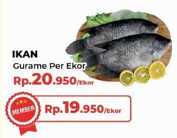 Promo Harga Ikan Gurame  - Yogya