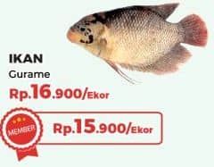 Promo Harga Ikan Gurame  - Yogya