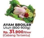 Promo Harga Ayam Broiler Utuh  - Yogya