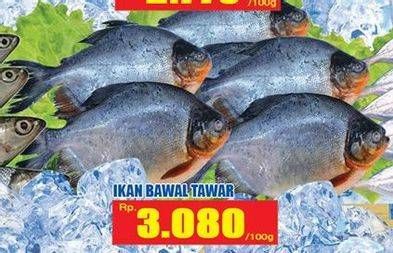 Promo Harga Ikan Bawal Tawar per 100 gr - Hari Hari