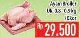 Promo Harga Ayam Broiler 800 gr - Hypermart