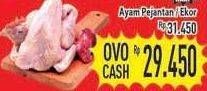 Promo Harga Ayam Pejantan  - Hypermart