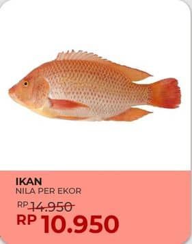 Promo Harga Ikan Nila  - Yogya