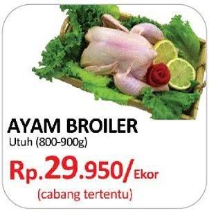 Promo Harga Ayam Broiler  - Yogya