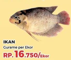 Promo Harga Ikan Gurame  - Yogya