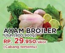 Promo Harga Ayam Broiler  - Yogya