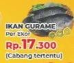 Promo Harga Ikan Gurame  - Yogya