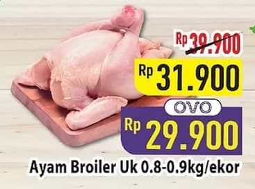 Ayam Broiler