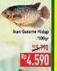 Promo Harga Ikan Gurame Hidup per 100 gr - Hypermart