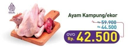 Promo Harga Ayam Kampung 500 gr - Hypermart