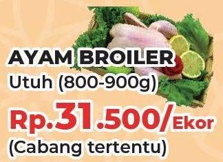 Promo Harga Ayam Broiler 800 gr - Yogya