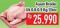 Promo Harga Ayam Broiler  - Hypermart