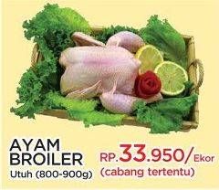 Promo Harga Ayam Broiler  - Yogya