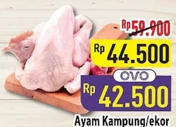 Promo Harga Ayam Kampung 500 gr - Hypermart