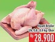 Promo Harga Ayam Broiler  - Hypermart