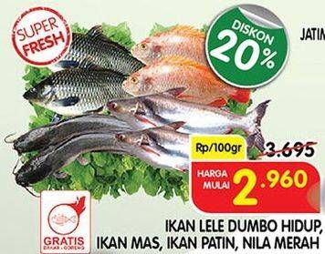 Promo Harga Ikan Lele Dumbo Hidup, Ikan Mas, Ikan Patin, Ikan Nila Merah  - Superindo