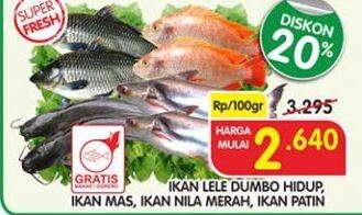 Promo Harga Ikan Lele Dumbo Hidup/Ikan Mas/Ikan Nila Merah/Ikan Patin  - Superindo