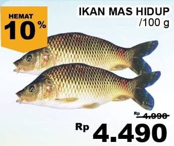 Promo Harga Ikan Mas Hidup per 100 gr - Giant