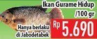Promo Harga Ikan Gurame per 100 gr - Hypermart