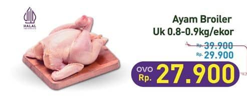 Ayam Broiler