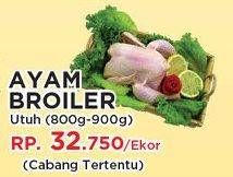 Promo Harga Ayam Broiler  - Yogya