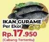 Promo Harga Ikan Gurame  - Yogya