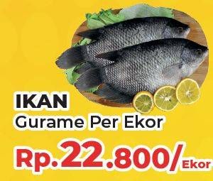 Promo Harga Ikan Gurame  - Yogya