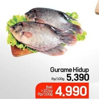 Promo Harga Ikan Gurame Hidup per 100 gr - Lotte Grosir