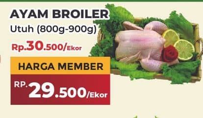 Ayam Broiler