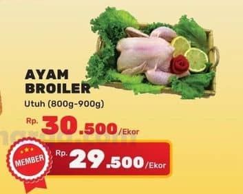 Ayam Broiler