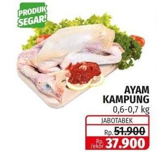 Promo Harga Ayam Kampung  - Lotte Grosir