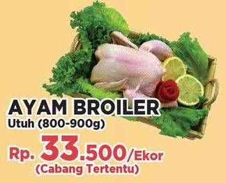 Promo Harga Ayam Broiler  - Yogya