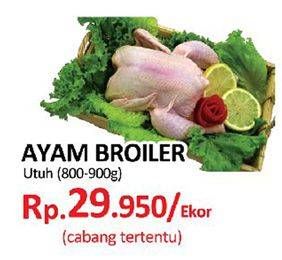 Promo Harga Ayam Broiler  - Yogya