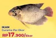 Promo Harga Ikan Gurame  - Yogya