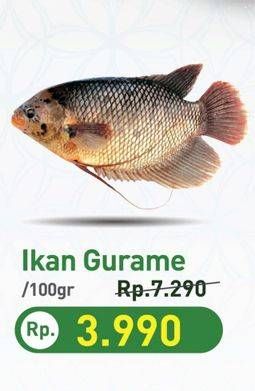 Promo Harga Ikan Gurame per 100 gr - Hypermart