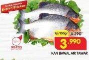 Promo Harga Ikan Bawal Tawar per 100 gr - Superindo