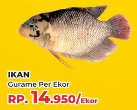 Promo Harga Ikan Gurame  - Yogya