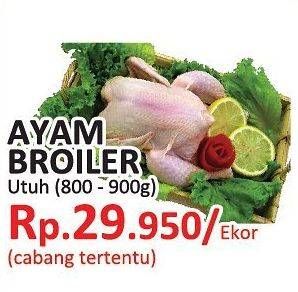 Promo Harga Ayam Broiler  - Yogya