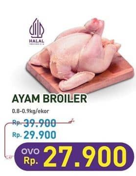 Ayam Broiler