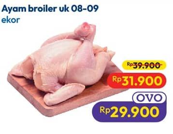 Promo Harga Ayam Broiler 800 gr - Hypermart