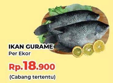 Promo Harga Ikan Gurame  - Yogya