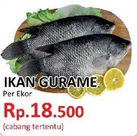 Promo Harga Ikan Gurame  - Yogya