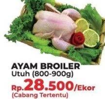 Promo Harga Ayam Broiler  - Yogya