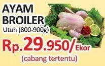 Promo Harga Ayam Broiler  - Yogya