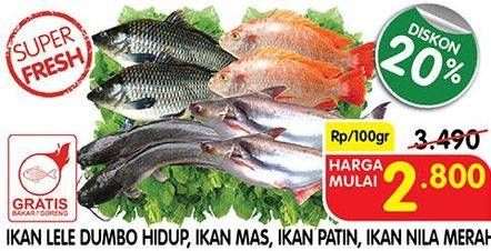 Promo Harga Ikan Lele Dumbo Hidup, Ikan Mas, Ikan Patin, Ikan Nila Merah  - Superindo